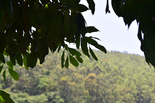 ������Ҷ��Ӱ