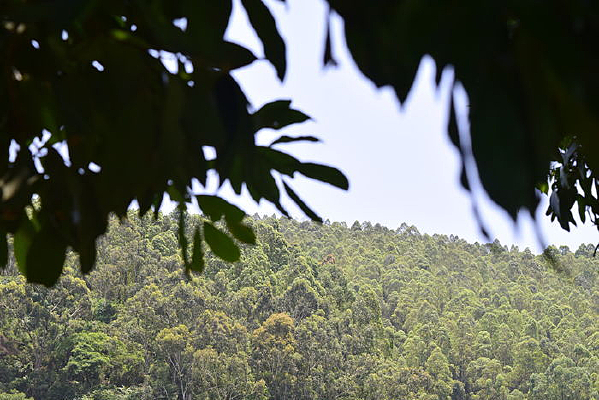 ������Ӱ