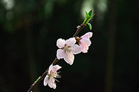 �һ���֦���Ψ���պ�ɫ����