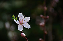 һ֦�һ�Ψ����һ����ʢ��һ�京������