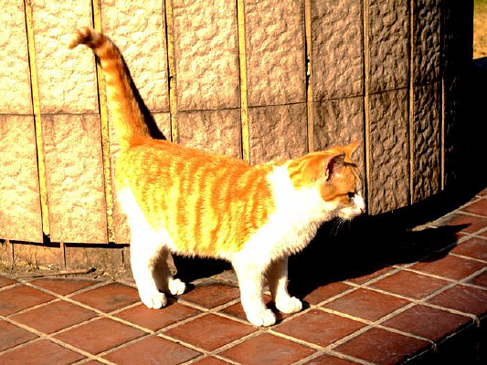 ����ʳ���è