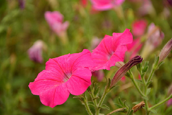 ��ɫ�����Ȼ�