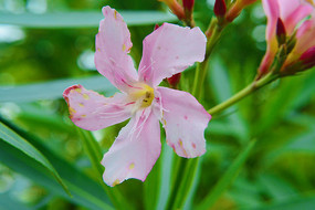 ��ʼ��ɫ�ķۺ컨��