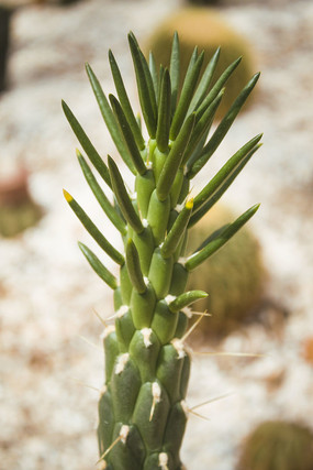 �����ƵĴд�С��ѿ