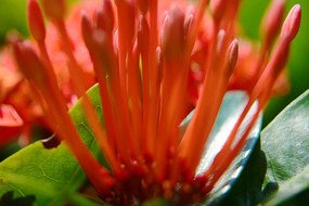 ���޵ĺ�ɫ����