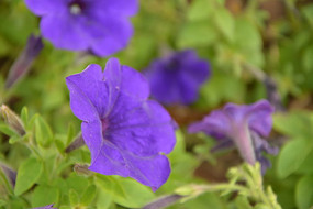 ���̵Ĳ�Ҷ��