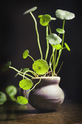 С��ƿ�����ɫͭǮ��