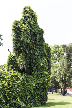 ��ǽ����������ľ