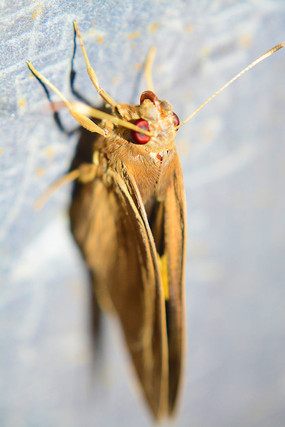 ʯ���ĺ���