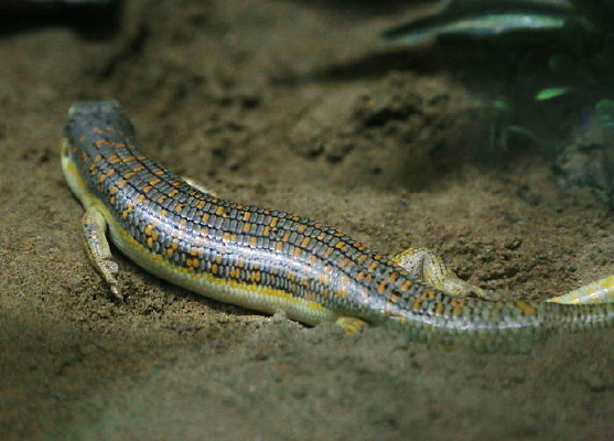 �ȵ�ʯ��������