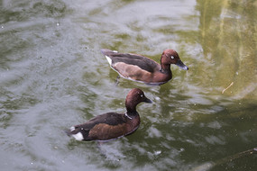 ���������ֻ��ɫԧ��