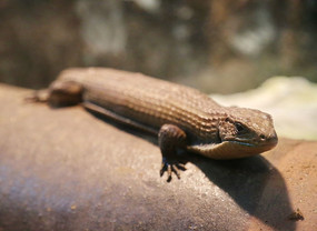 �ܼ�����