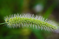 ���㹷��ͼƬ