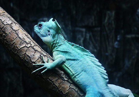 ���޵�˫��������