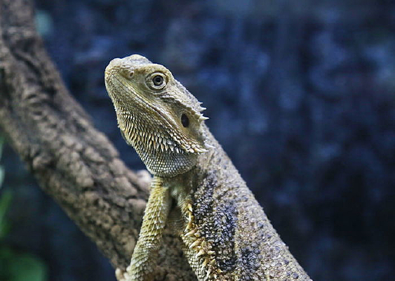 ����֦������