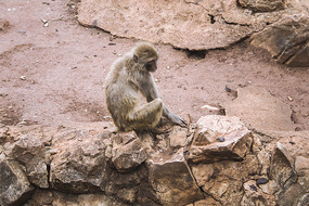 ʯͷ��������С����