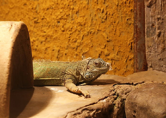 ��Ƥ�е�����