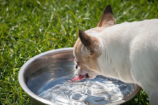 һֻ��ˮ�İ׹�