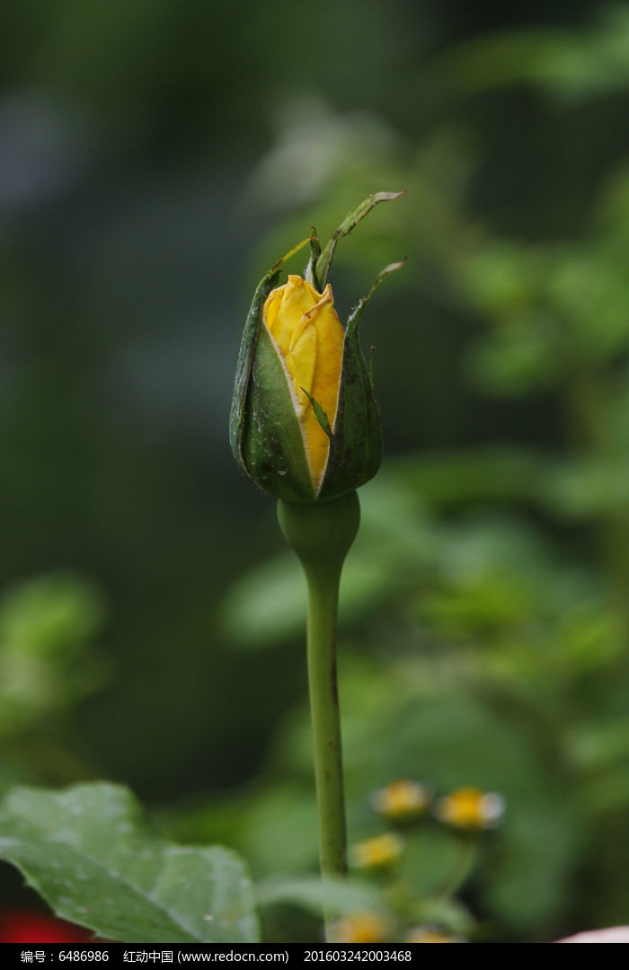 月季花骨朵图片大全图片