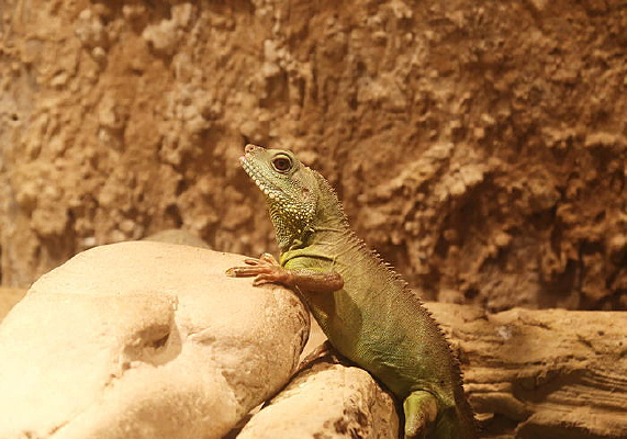 �����е�����