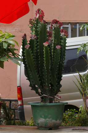 ����ɺ���軨