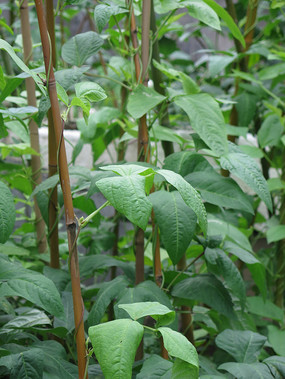 ������ֲ