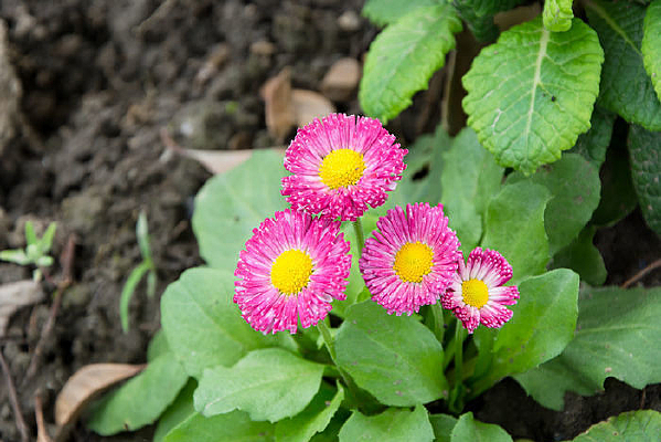 �ۺ�ɫ��С��