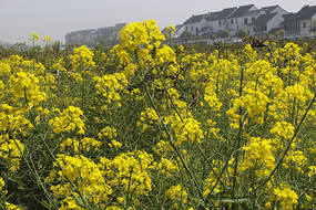 ��Ʋ˻��������