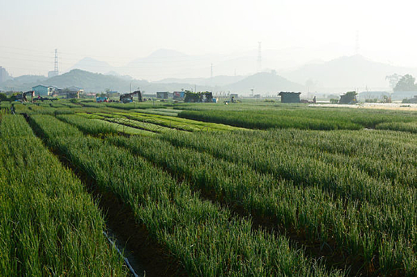 ��ɫ�߲˻���