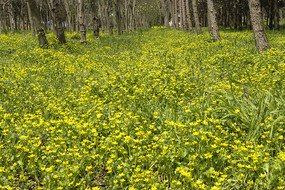 ���ֻ���