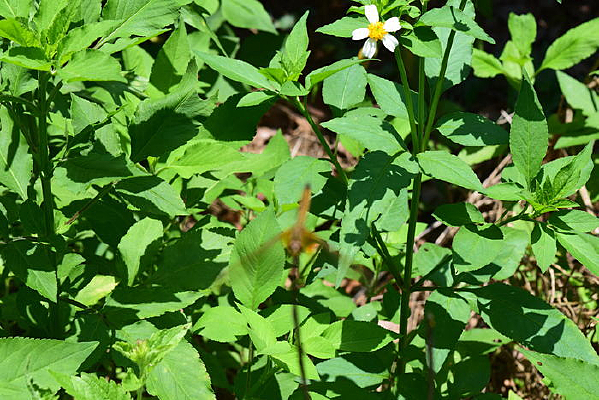 �����µ��̲�