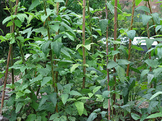 ׯ�ڵ��������