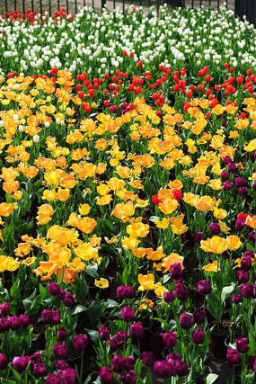 �����㻨չ