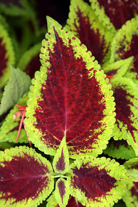 ��Ҷ�ݹ��ͻ�