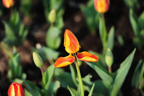 ��ɫ�����㻨��ṹͼ