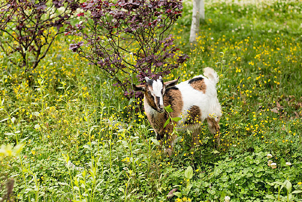 �Բݵ�Сɽ��