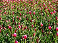 ��Ƭ��ɫ������