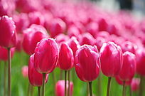 ��Ƭõ��ɫ������