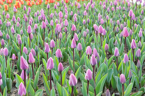 ��Ƭ��ɫ������