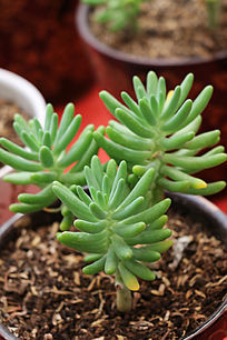 ����ֲ���ǧ��