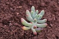 ����ֲ�������Ů��