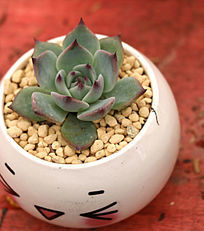 ����ֲ�����