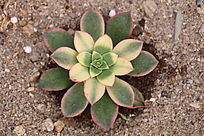 ����ֲ�ﻨҶ����ҹ