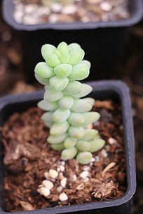 ����ֲ��������׺