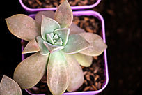 ����ֲ��Ħɯ