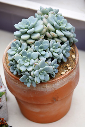 ����ֲ���軨