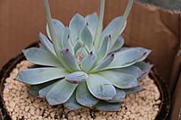 ����ֲ������