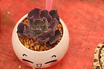 ����ֲ����ϼ֮��