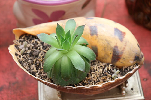 ����ֲ����Ů��