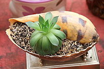 ����ֲ����Ů��